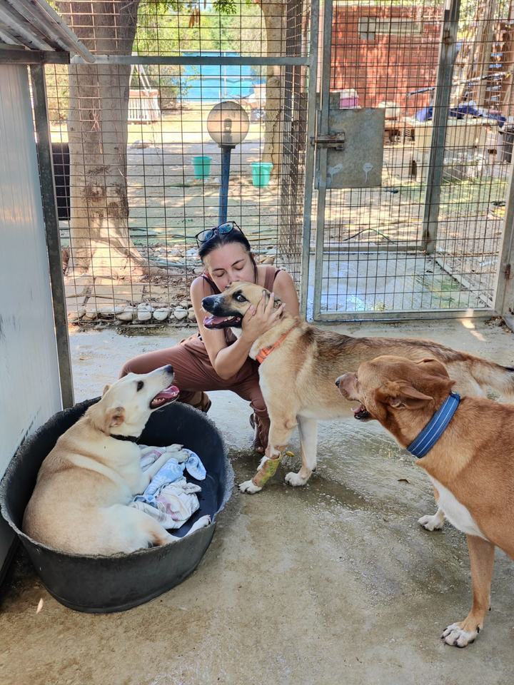 הכלבים שלנו והטיפול בהם בכלבייה של עמותת החבר הטוב שלי
