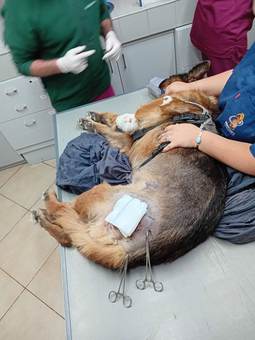 אלזה. נדרסה, והבעלים שלה ויתר עליה.